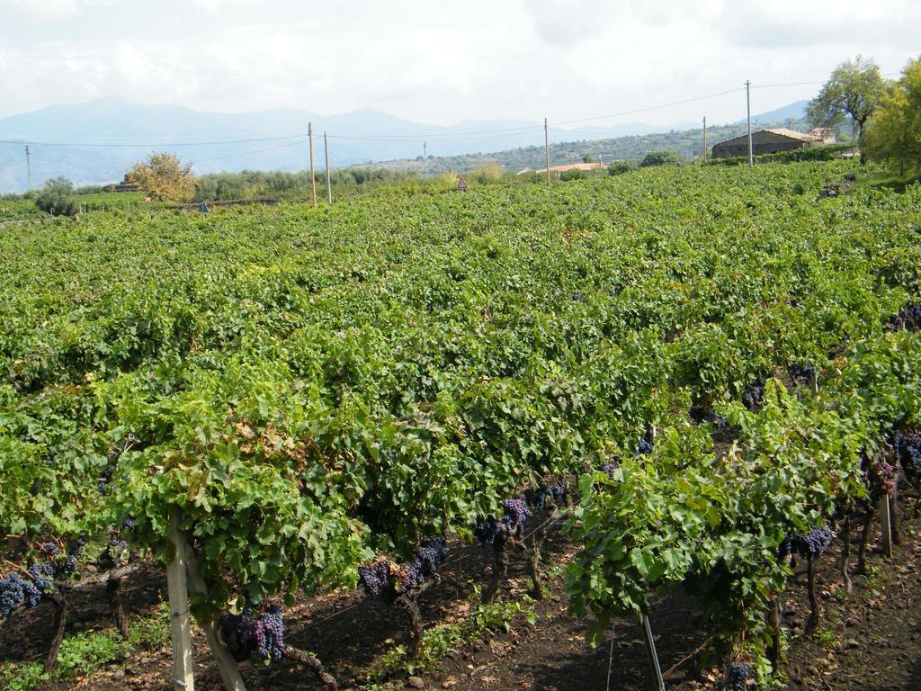 Etna Wine Azienda Agrituristica Passopisciaro 外观 照片