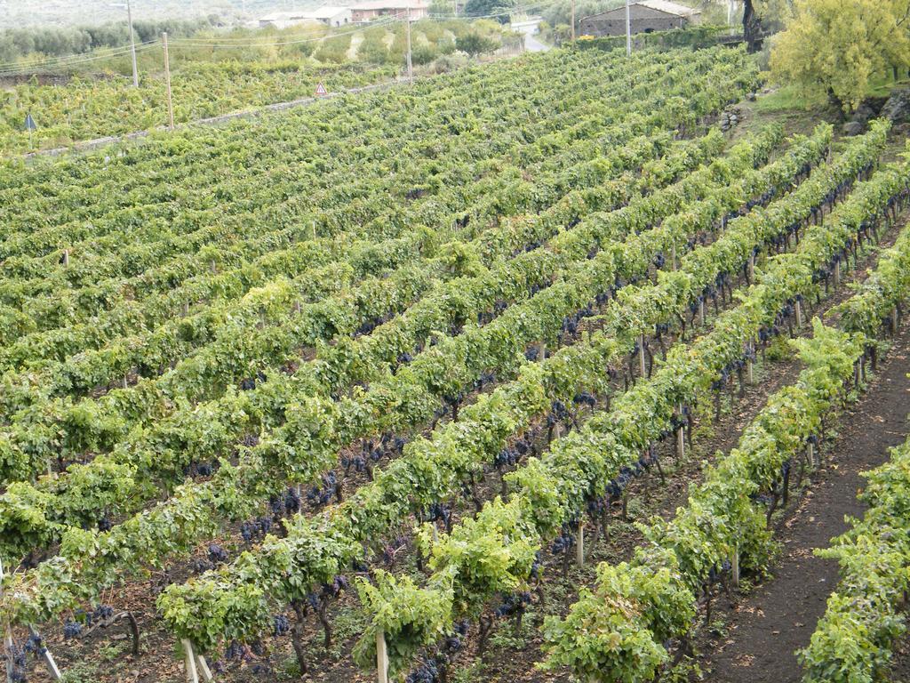 Etna Wine Azienda Agrituristica Passopisciaro 外观 照片