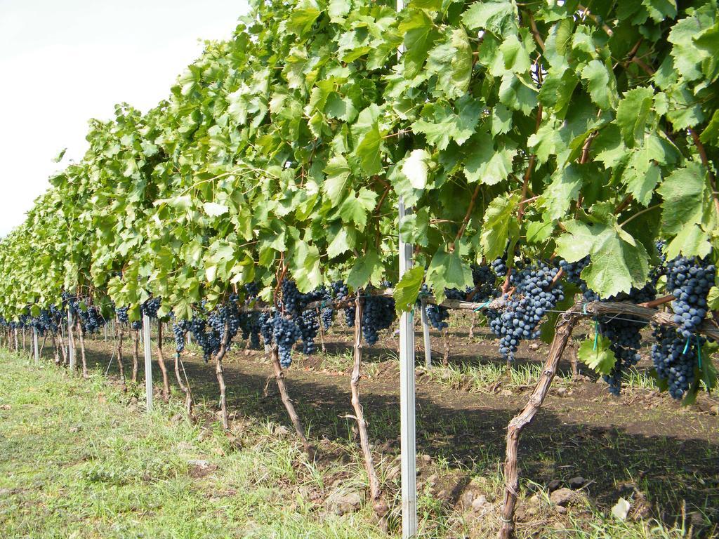 Etna Wine Azienda Agrituristica Passopisciaro 外观 照片
